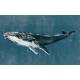 Panoramique sur mesure Humpback Whale Vynil