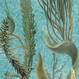 Papier peint Aquatic Plants