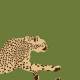 Papier Peint Leaping Cheetah II