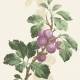 Papier peint Prunus