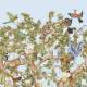 Papier peint Tree of Life