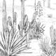Papier peint panoramique Succulentes